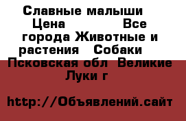 Славные малыши! › Цена ­ 10 000 - Все города Животные и растения » Собаки   . Псковская обл.,Великие Луки г.